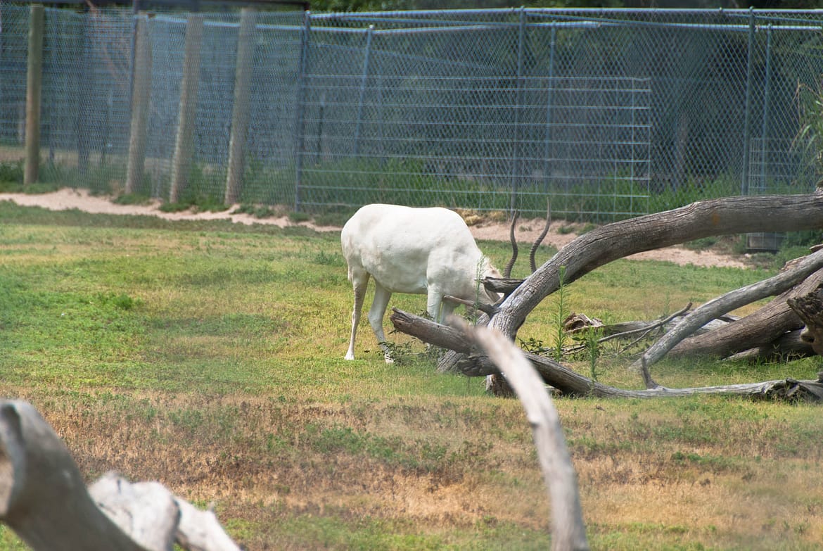 Lee Richardson Zoo